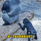 小猩猩的手有多欠.gif 小猩猩的手有多欠.gif