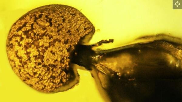 琥珀中被寄生虫感染的蚂蚁.jpg