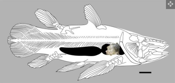 鱼肺化石.jpg