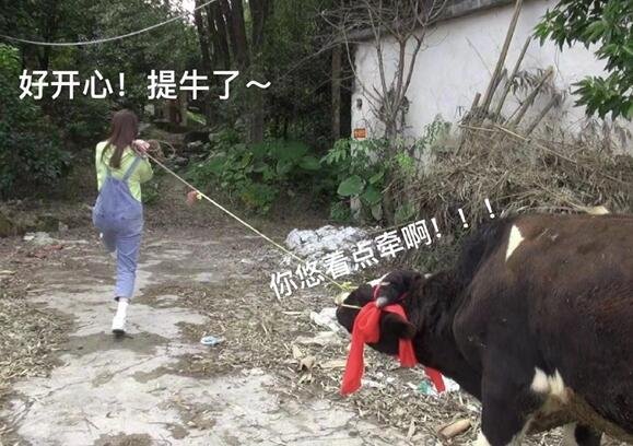 广东女生点奶茶中奖一头奶牛 去年点14万元外卖 网友：让你喝到饱