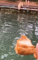 吃肉就是动力.gif 吃肉就是动力.gif