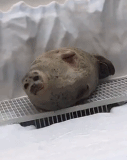 小海豹有多能睡.gif