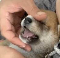 狗狗吃药会了说唱