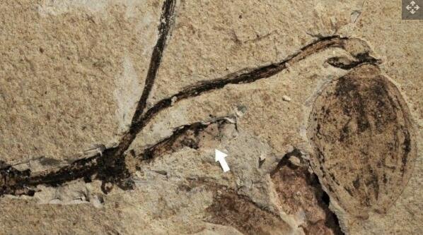 1.64亿年前的植物化石是花蕾最古老的例子.jpg