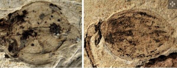 化石花蕾（左）和果实（右）的特写图像.jpg