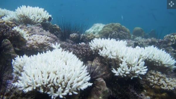 新发现的珊瑚礁不受珊瑚白化等气候变化相关问题的影响.jpg