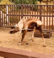 原来鹿角是这样用的.gif 原来鹿角是这样用的.gif