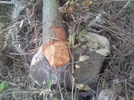 偷砍樹木.jpg 偷砍樹木.jpg