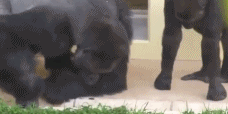 两只大猩猩在观察毛毛虫.gif