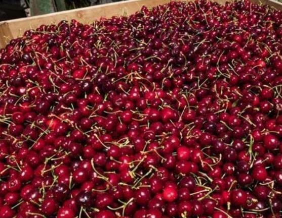 車?yán)遄觾r格節(jié)后“腰斬”.jpg 車?yán)遄觾r格節(jié)后“腰斬”.jpg