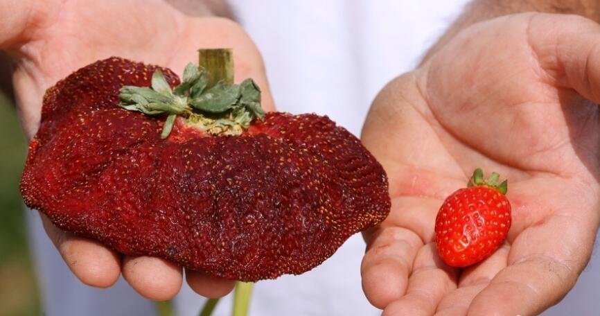 草莓.jpg 草莓.jpg