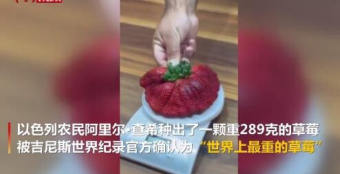 最种草莓.jpg
