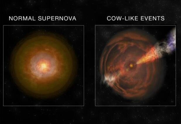 将普通超新星与类似牛的超新星进行比较的艺术品.jpg