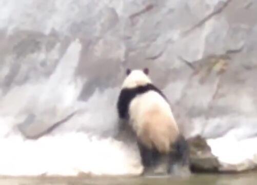 野生大熊猫游泳过河被手机抓拍
