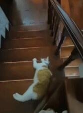 懒猫的下楼方式