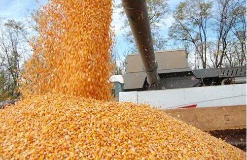 糧食.jpg 糧食.jpg