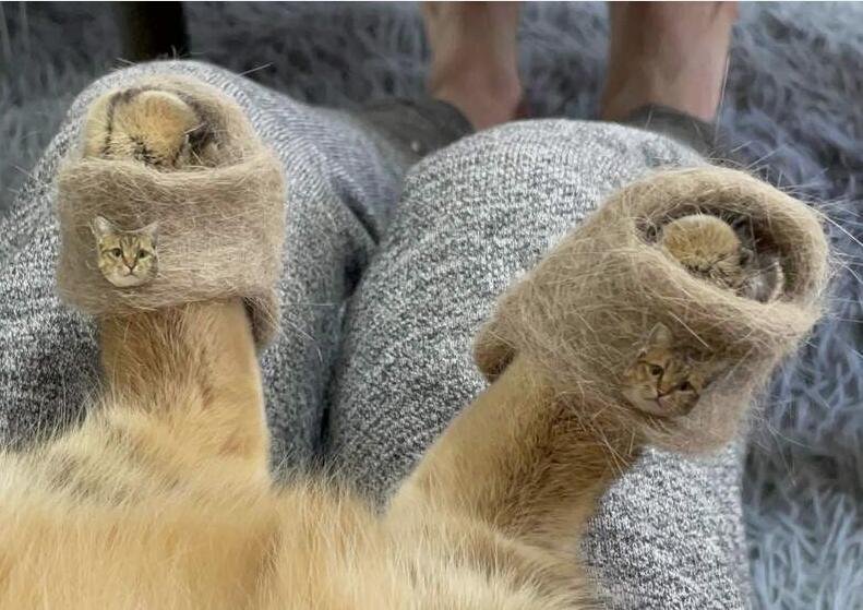 网友用猫毛制作迷你拖鞋 喵星人穿上超可爱
