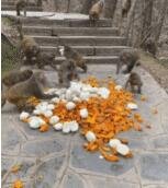 猴都知道碳水好吃