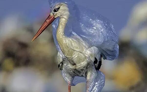 被塑料缠住的鸟.jpg