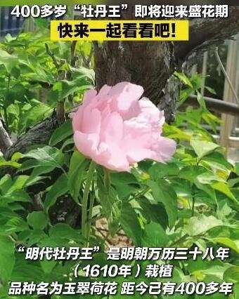 山东菏泽400岁牡丹王开花了，花冠直径5米