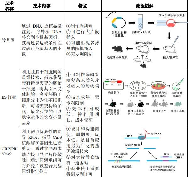 小鼠模型.jpg