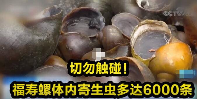 广东多地出现福寿螺泛滥现象，什么是福寿螺？福寿螺具体有哪些危害？