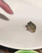 这就是绿豆蛙吧
