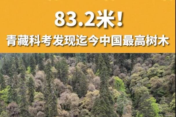西藏发现迄今中国最高树木，云南黄果冷杉是什么树种？冷杉有哪些寓意和象征？
