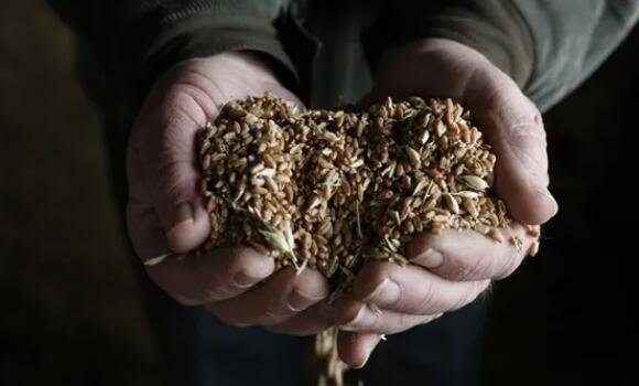 糧食.jpg 糧食.jpg