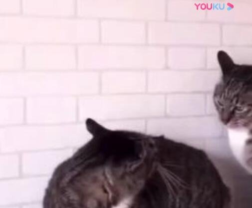 两只猫咪在吵架，它们是学会了人类语言吗？