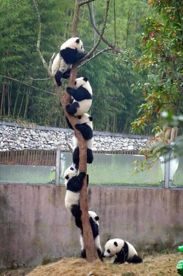 大熊猫树串