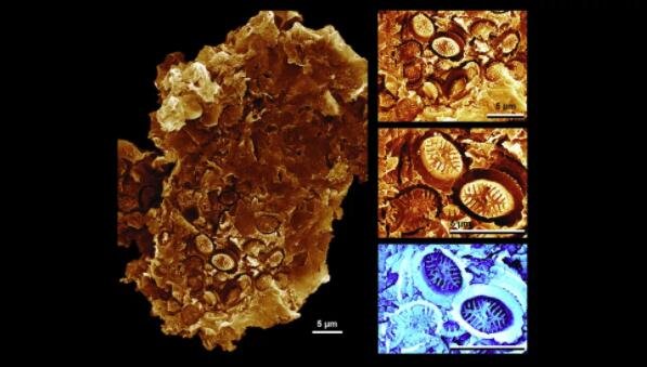 这些图像显示了古代有机物碎片（左）表面坍塌的细胞壁覆盖物（球壳）的印象，单个板（球石）放大以显示亚微米级结构的精美保存（对）。蓝色图像被倒置以给出虚拟化石模型，（即，显示原始的三维形式）。原版已通过溶解从沉积物中去除.jpg