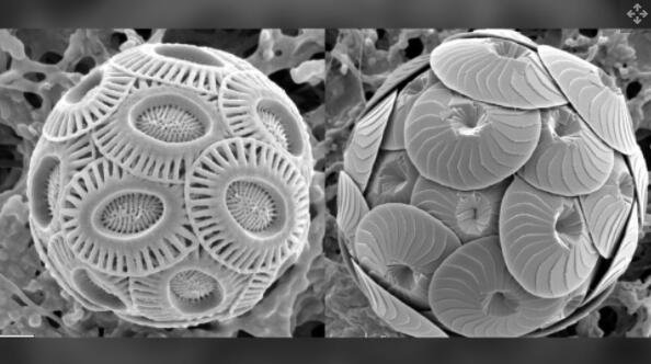 尽管它们的尺寸很小，但球石藻具有惊人的几何形状阵列。.jpg