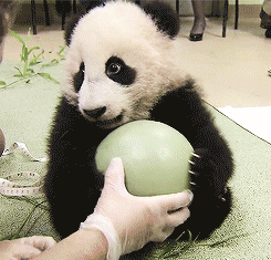 喜欢玩气球的熊猫宝宝.gif