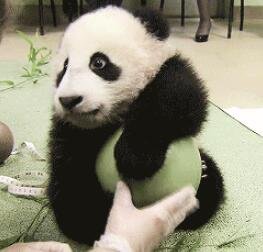 喜欢玩气球的熊猫宝宝