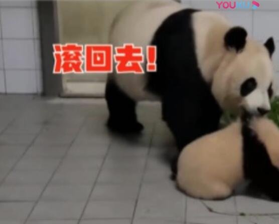 熊猫妈妈要宝宝吃饭，可它总是偷跑，像不像你小时候？