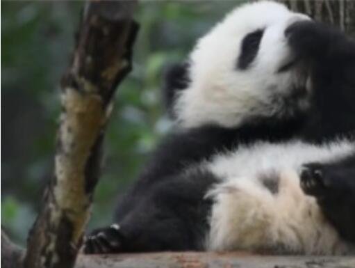 熊猫吃东西时吧唧吧唧，肚子饿了就吃脚丫子，太萌了吧