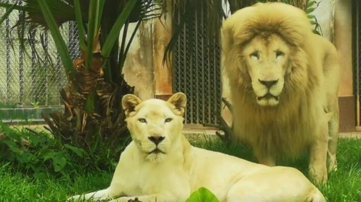 广州动物园的“齐刘海”狮子今天又换了大背头发型