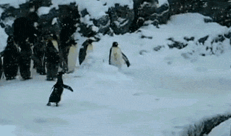 这是一只表演欲很强的企鹅.gif