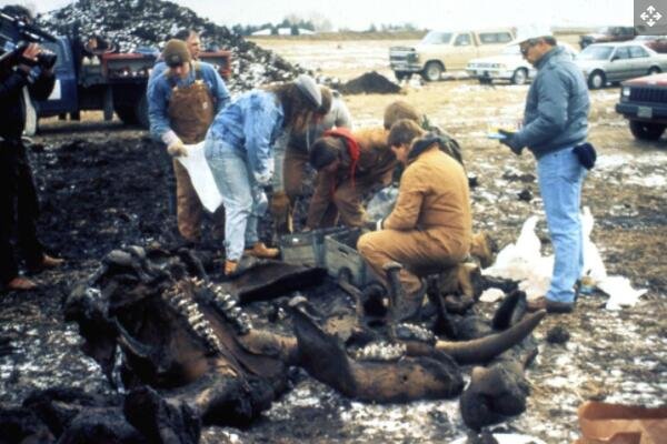 1989 年 12 月，在俄亥俄州希思的 Burning Tree 高尔夫球场挖掘乳齿象骨骼。这具骨骼是由挖池塘的工人发现的，已完成 90% 到 95%，已有 11,000 多年的历史.jpg