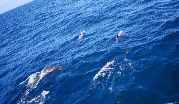 温州海域现200多条海豚嬉戏，海洋环境治理成效喜人  　　