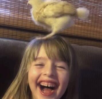 只小鸡站在小女孩头上玩
