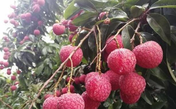 荔枝.jpg 荔枝.jpg