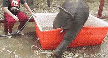 小象爬盆子里面躺着洗澡澡