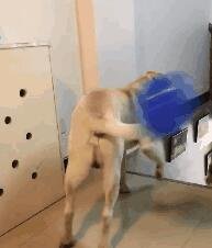 在狗狗尾巴上绑个气球摇来摇去