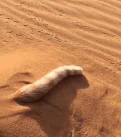 沙地里的小尾巴，摇得很有节奏啊.gif