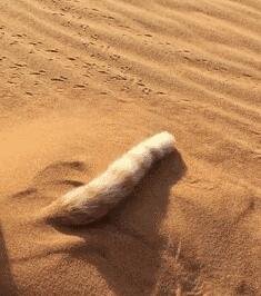 沙地里的小尾巴，摇得很有节奏啊