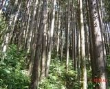 002679福建金森杉木成熟林